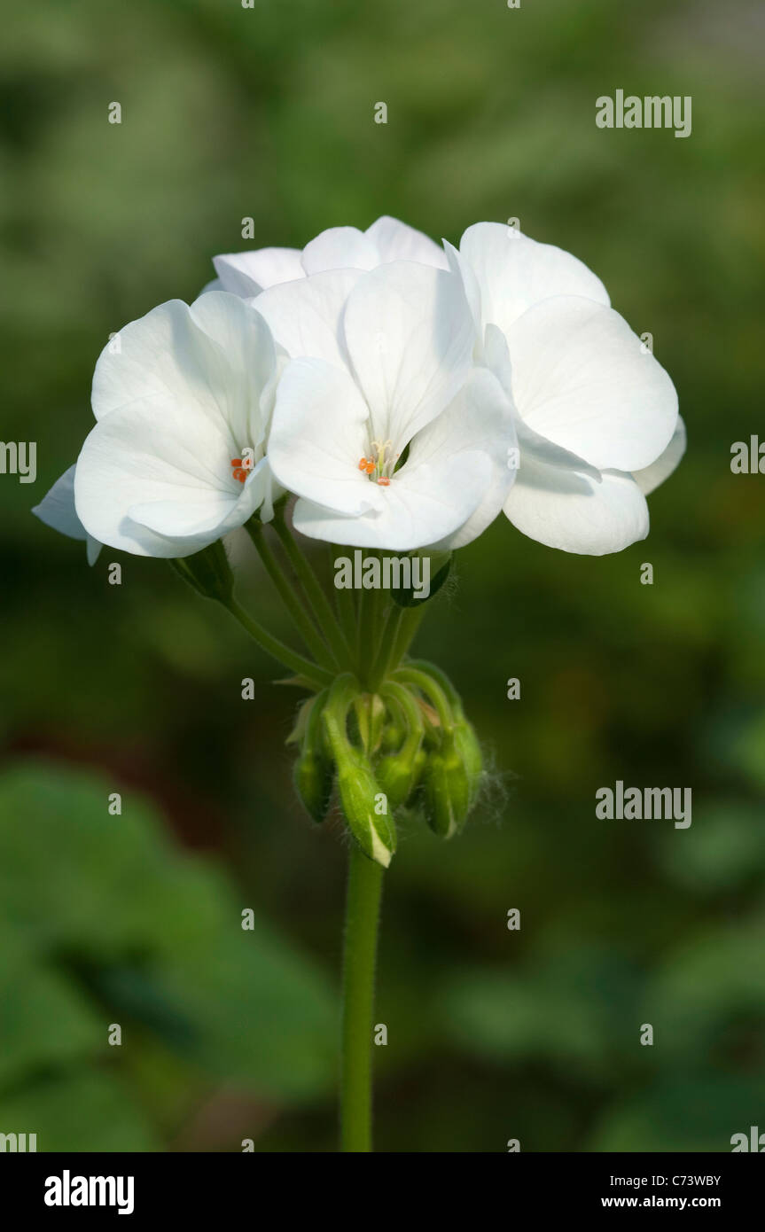 Geranium, Pelargonium (Pelargonium zonale hybrid). White flowers. Stock Photo