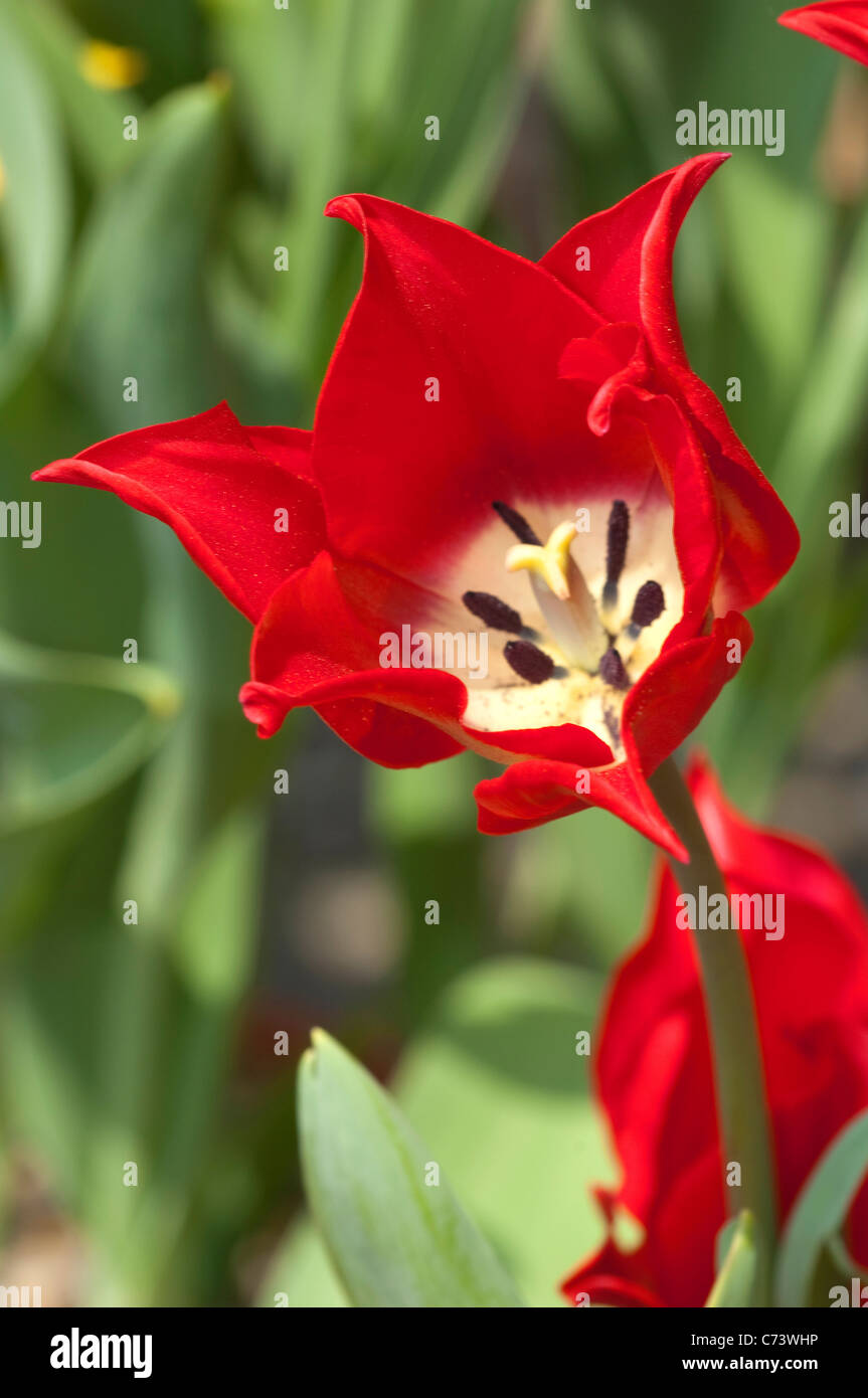 Lily Flowering Tulip Pretty Woman (Tulipa Pretty Woman), flower. Stock Photo