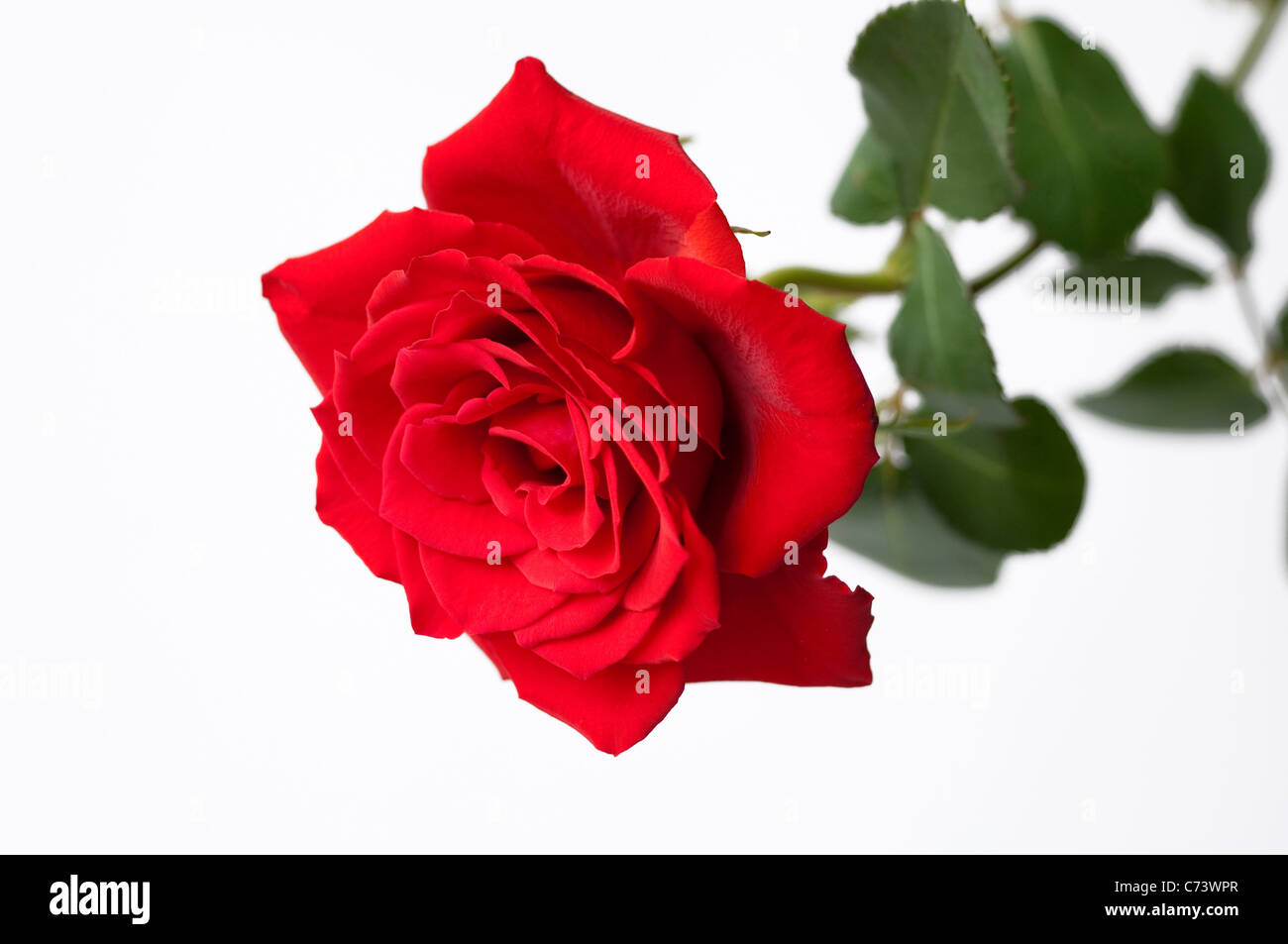 Rose (Rosa sp.), red flower. Studio picture against a white background. Stock Photo