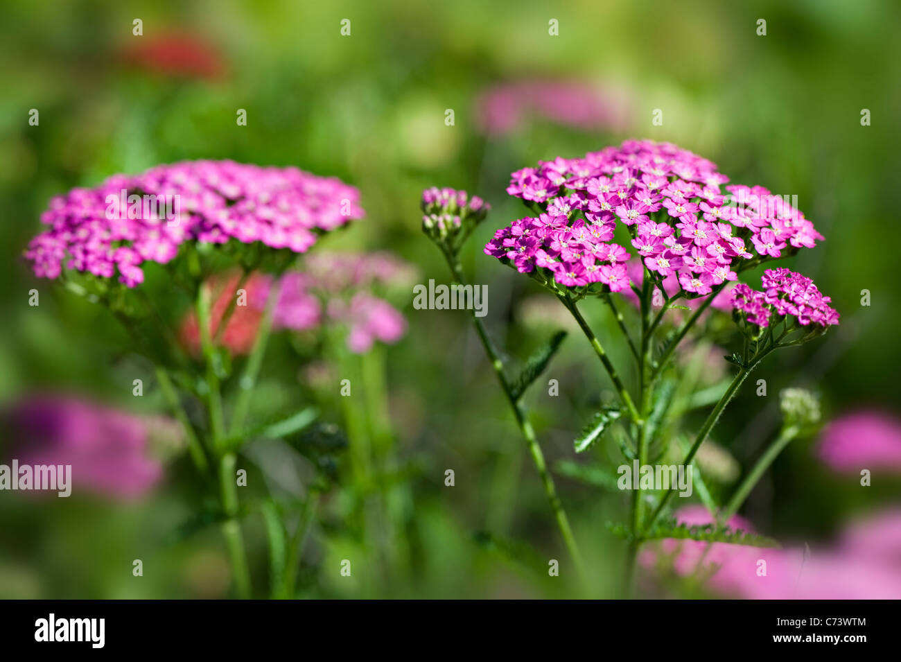 Close-up image of the summer flowering, pink Achillea millefolium 'Pretty Belinda', commonly known as yarrow or common yarrow. Stock Photo