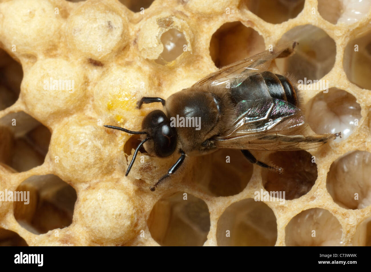 European Honey Bee, Western Honey Bee (Apis mellifera, Apis mellifica). Drone (male) on cells of a honeycomb. Stock Photo