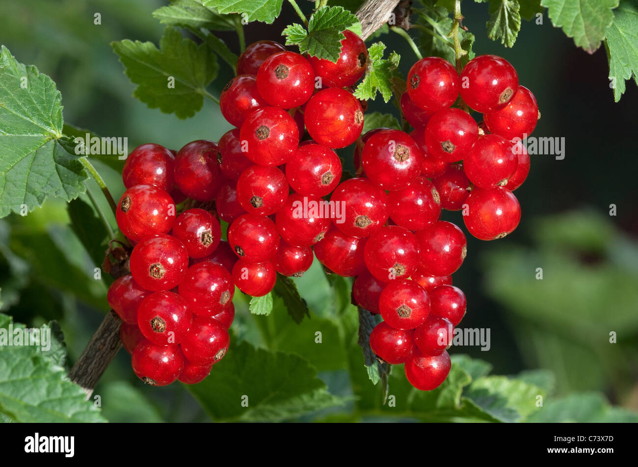 Redcurrant, Red Currant (Ribes rubrum), ripe berries on a bush. Stock Photo