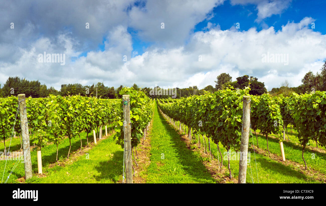 Growing grapes uk hires stock photography and images Alamy
