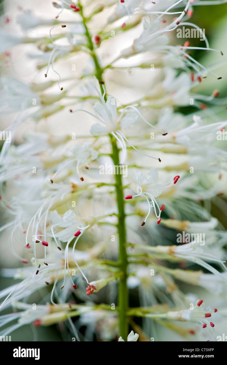 Close-up/Macro image of the white Aesculus parviflora flower also known as  Bottlebrush Buckeye Stock Photo