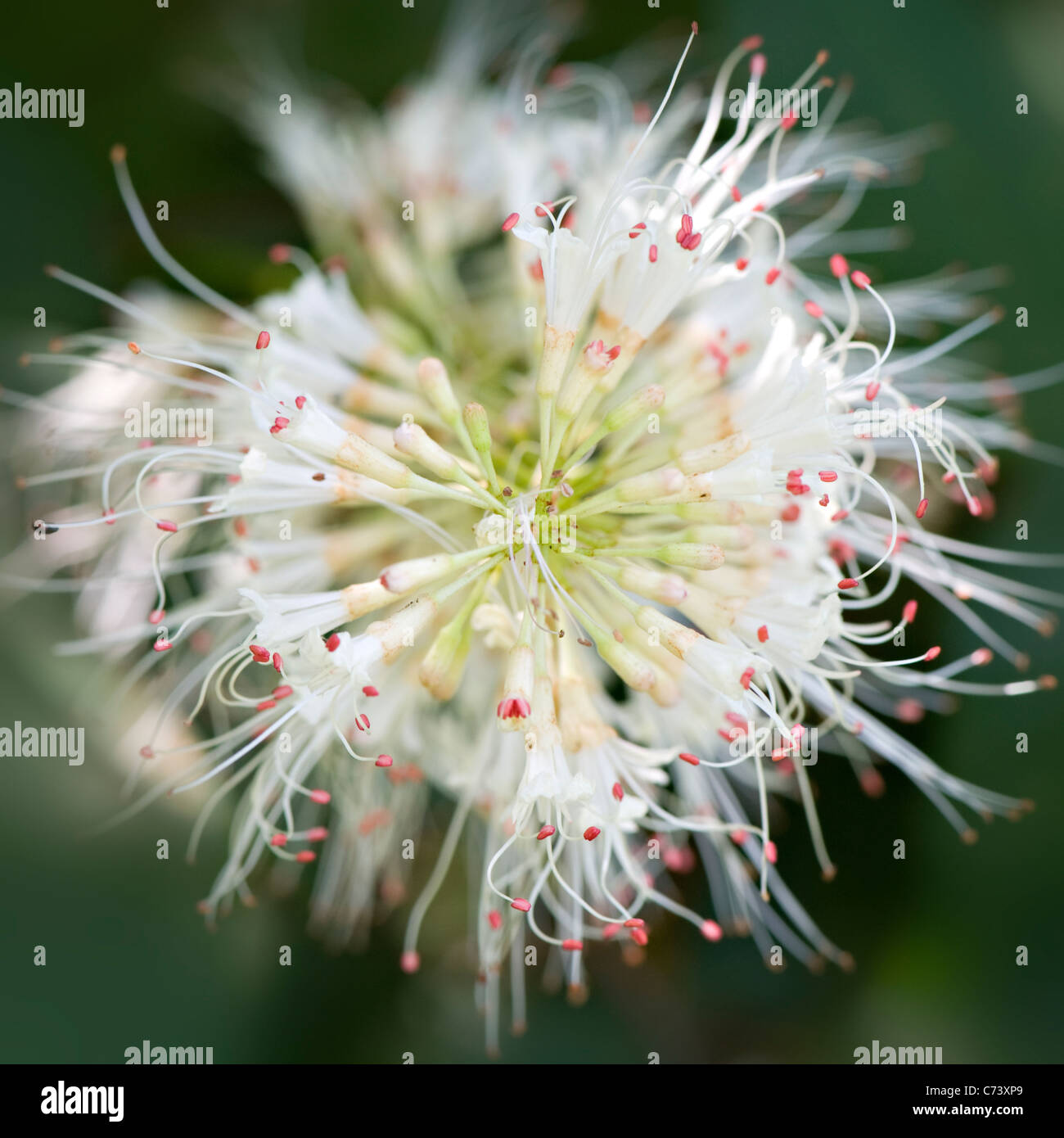 Close-up/Macro image of the white Aesculus parviflora flower also known as  Bottlebrush Buckeye Stock Photo