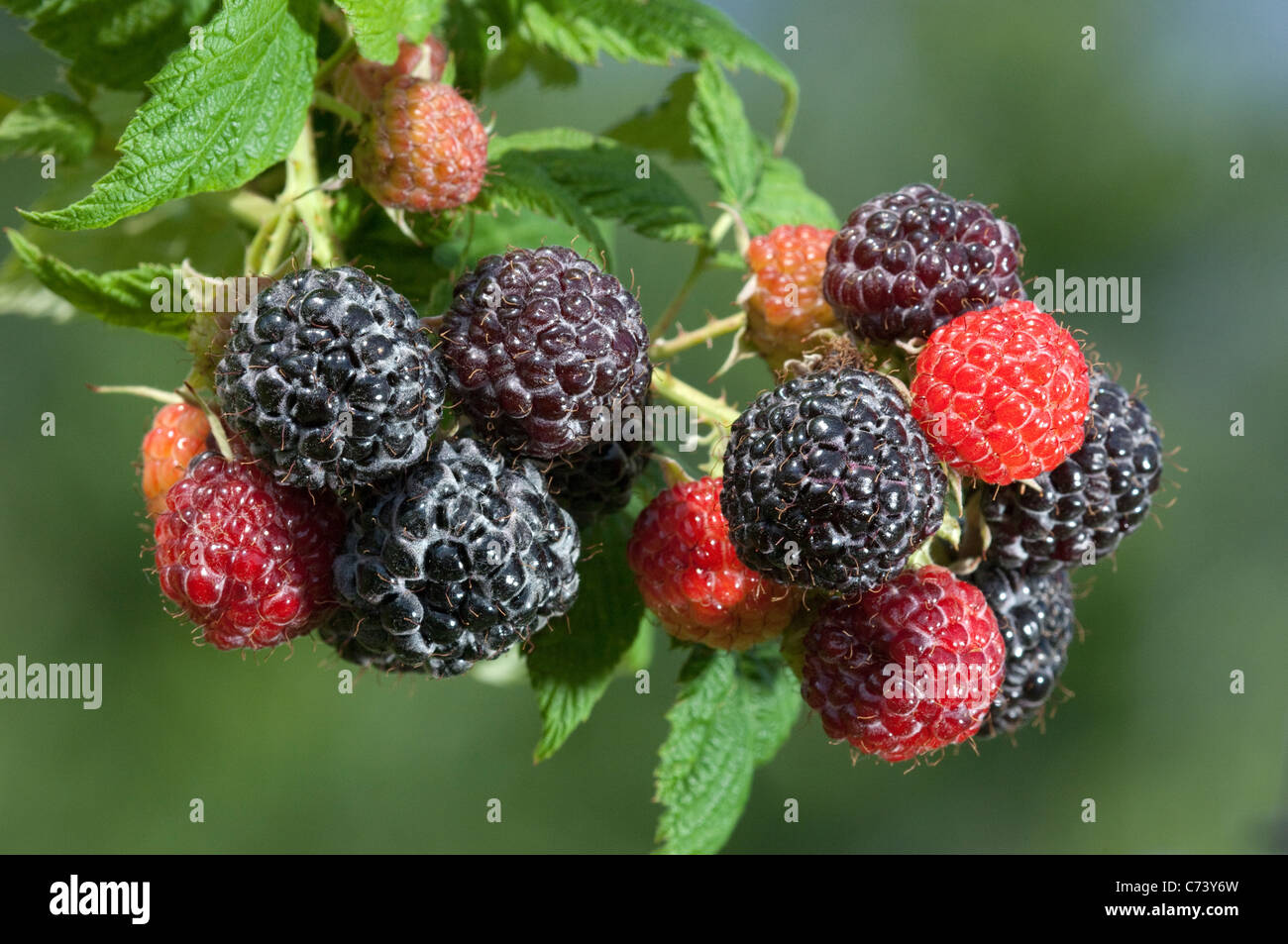 Jewel Black Rasperry (Rubus occidentalis Black Jewel). Twig with ripe and ripening fruit. Stock Photo