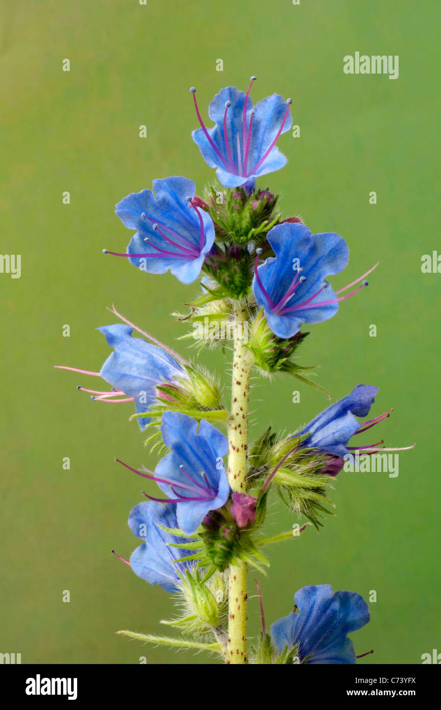 Vipers Bugloss, Blueweed (Echium vulgare), flowering stem. Studio picture against a green background. Stock Photo