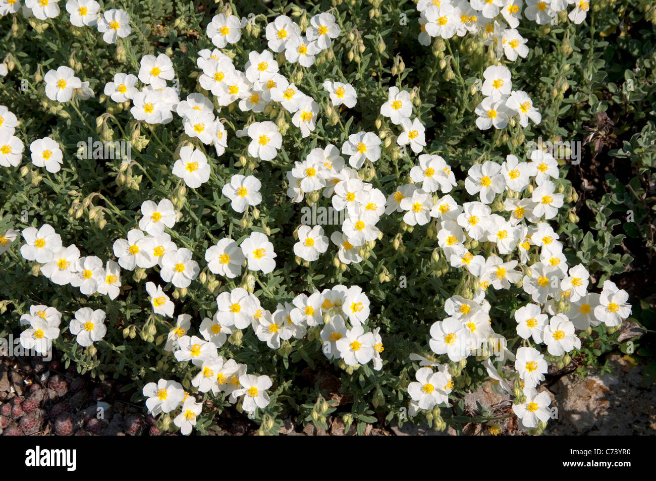 Rock Rose (Helianthemum croceum), white flowering plant. Stock Photo