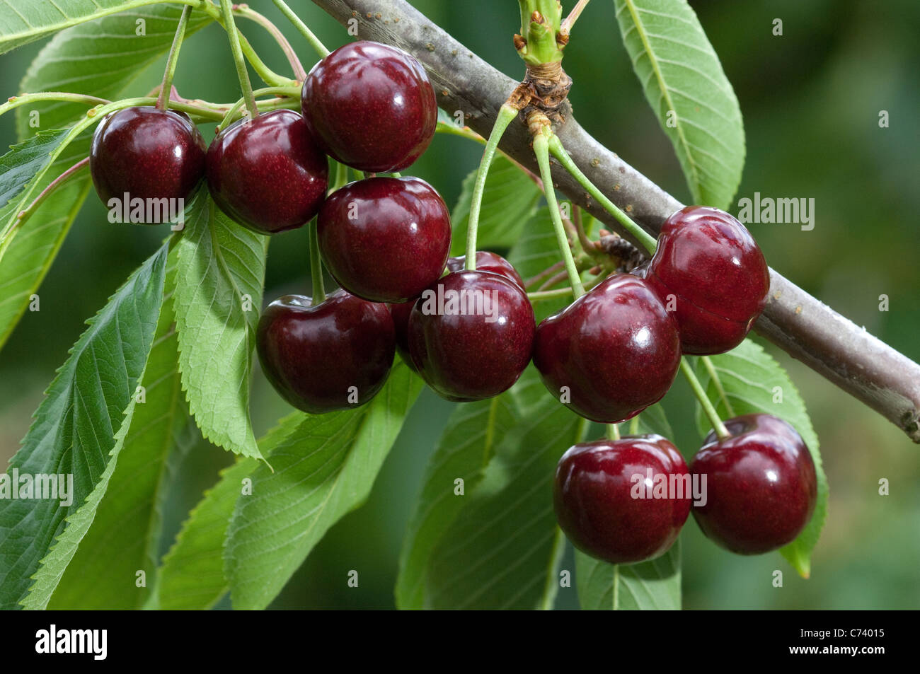Sweet Cherry (Prunus avium). Twig with ripe fruit on a tree. Stock Photo