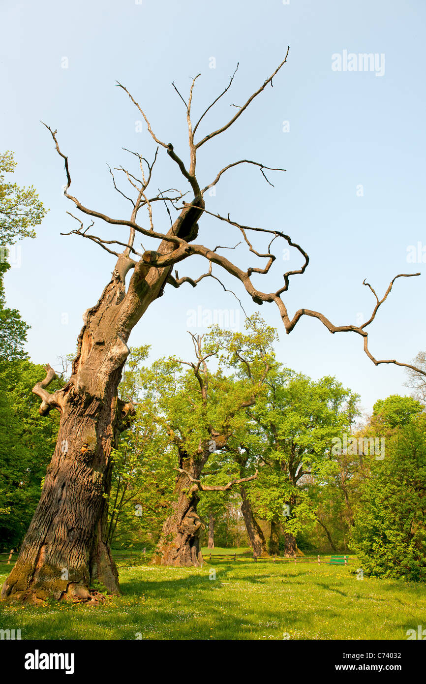 Old Trees, Bartek, in Poland Stock Photo