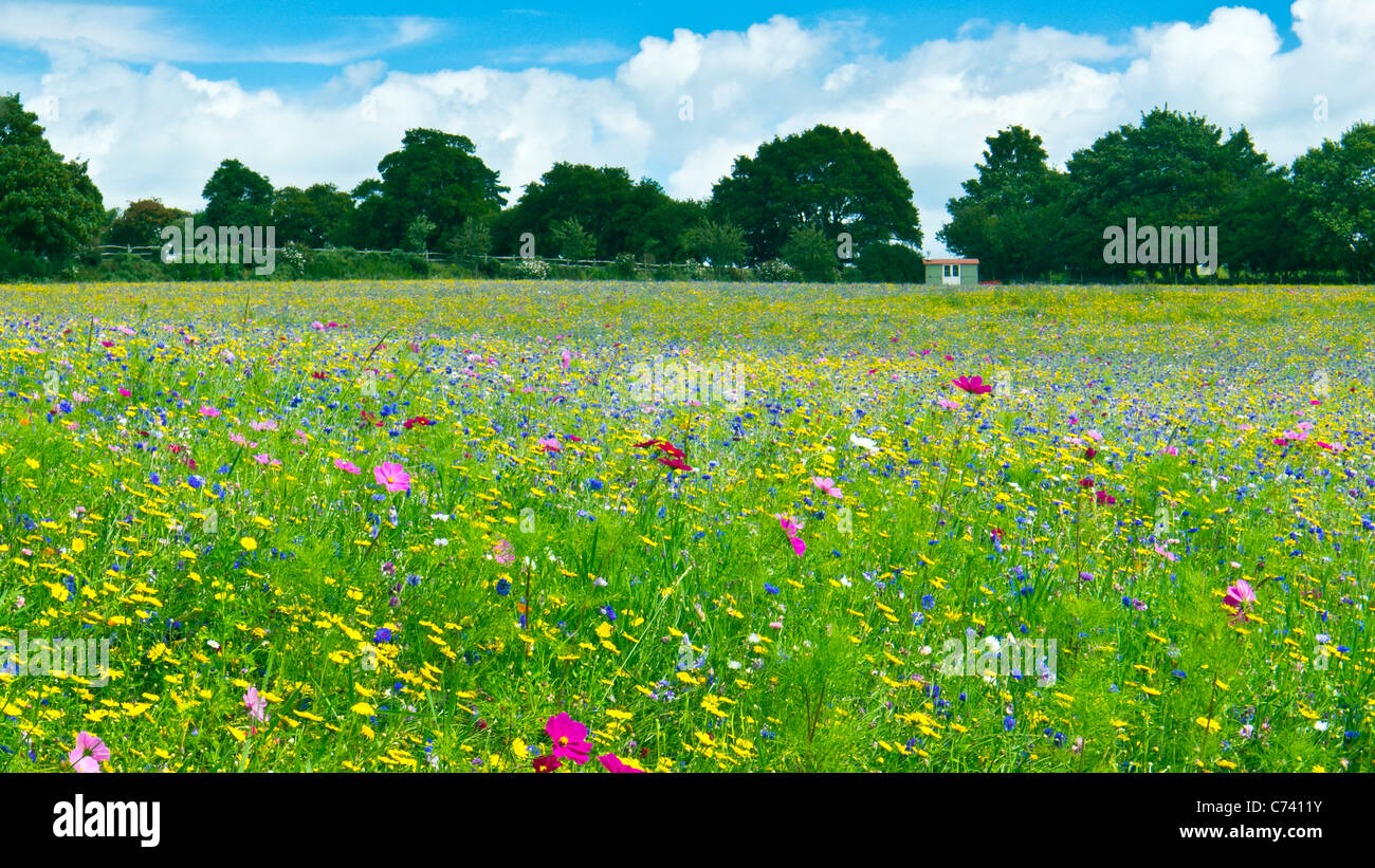 Wild flower meadow britain hires stock photography and images Alamy