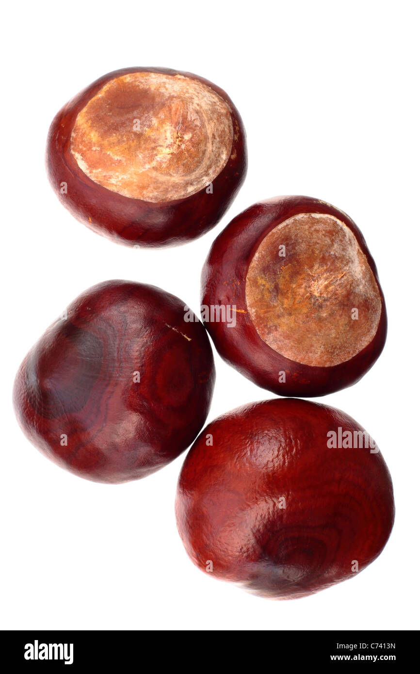 Four conkers close up on a white background Stock Photo