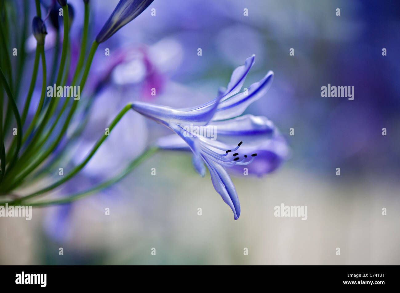 Single Agapanthus praecox - lily of the Nile, Blue Lily, African Lily Stock Photo