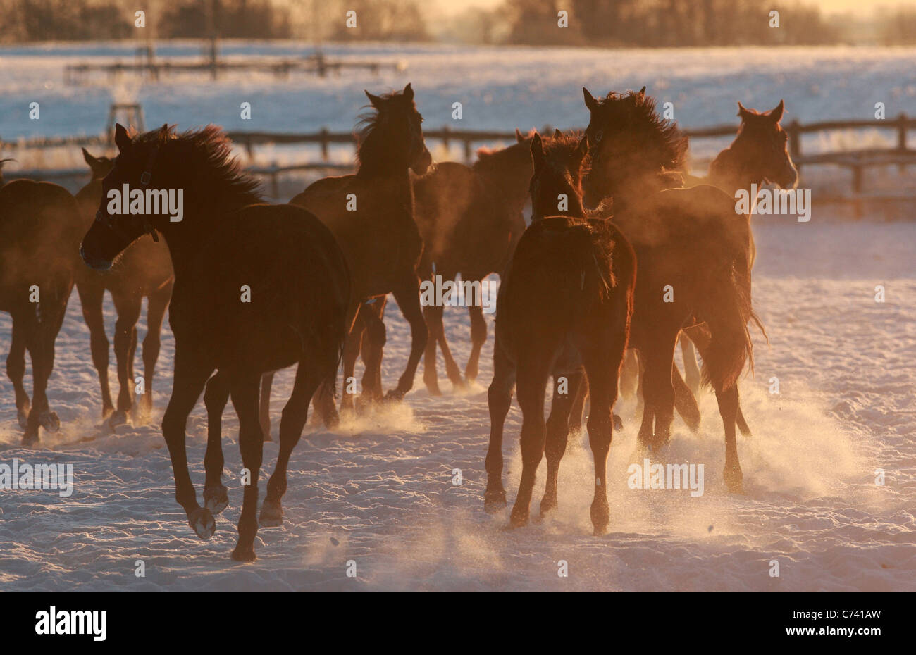 Horses in a paddock in winter at dawn, Goerlsdorf, Germany Stock Photo
