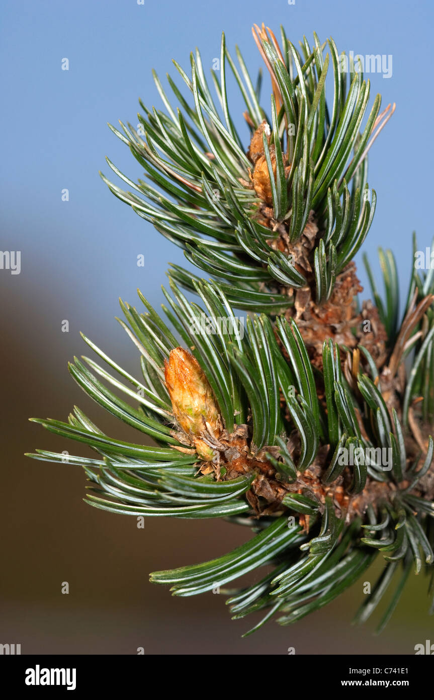 Great Basin Bristlecone Pine (Pinus longaeva), twig. Stock Photo