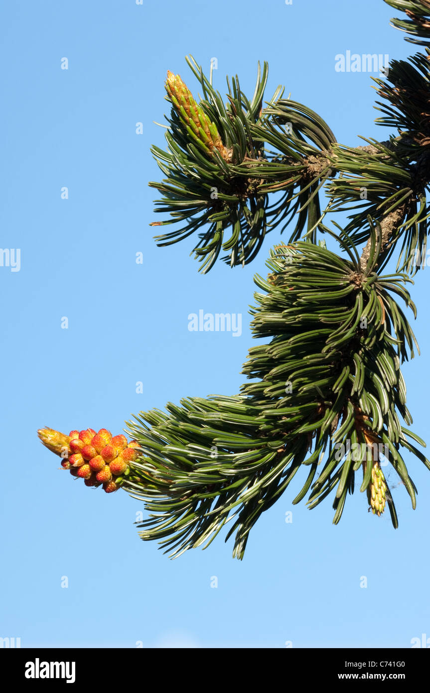 Great Basin Bristlecone Pine (Pinus longaeva), twig with flowers and fresh needles. Stock Photo