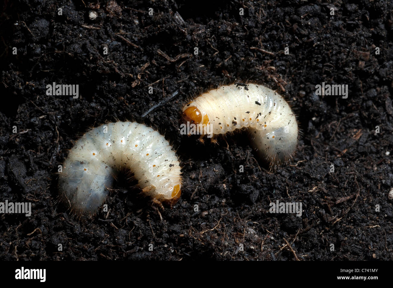 Rose Chafer (Cetonia aurata), larvae in soil. Stock Photo