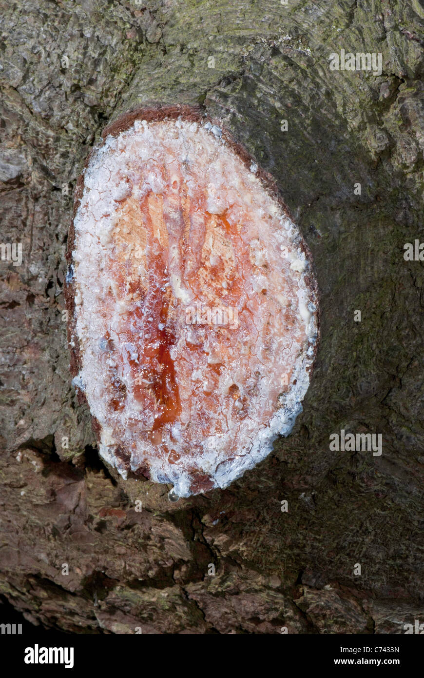 A cut branch on a pine tree which is weeping sap or resin. Stock Photo