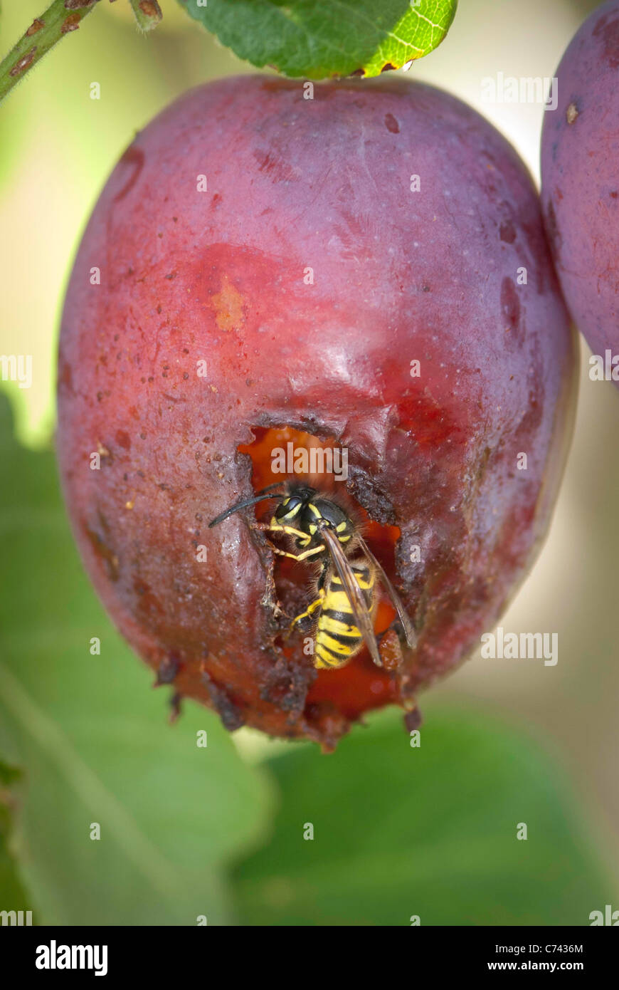 Common wasp (Vespula vulgaris) eating a plumb on a plumb tree. Stock Photo