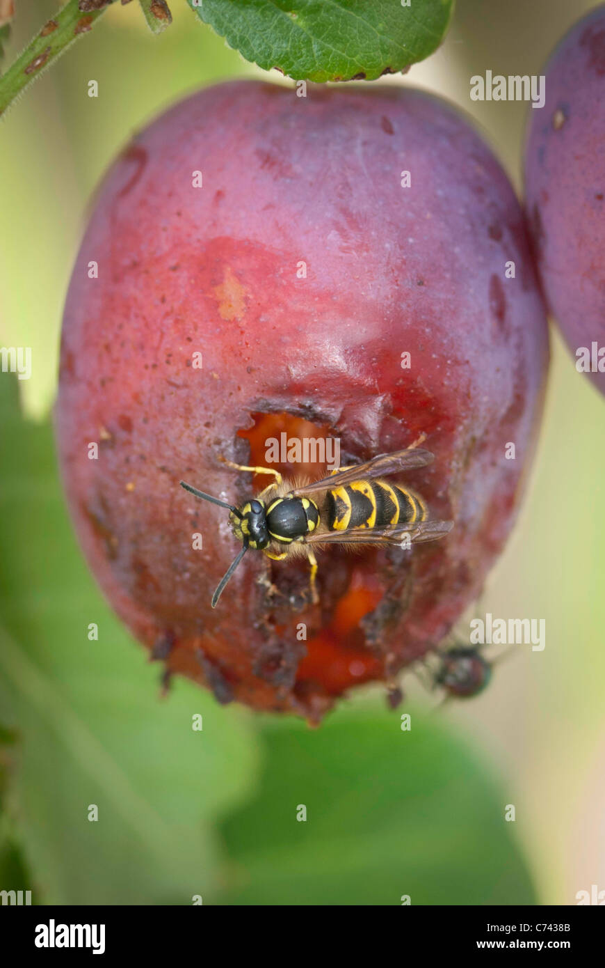 Common wasp (Vespula vulgaris) eating a plumb on a plumb tree. Stock Photo