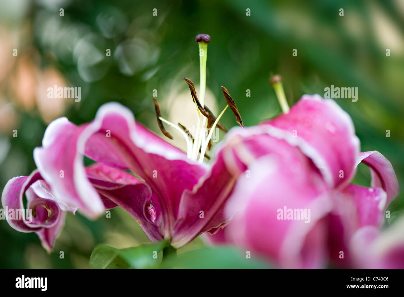 Lilium 'Rio Negro' Lily flower Stock Photo - Alamy