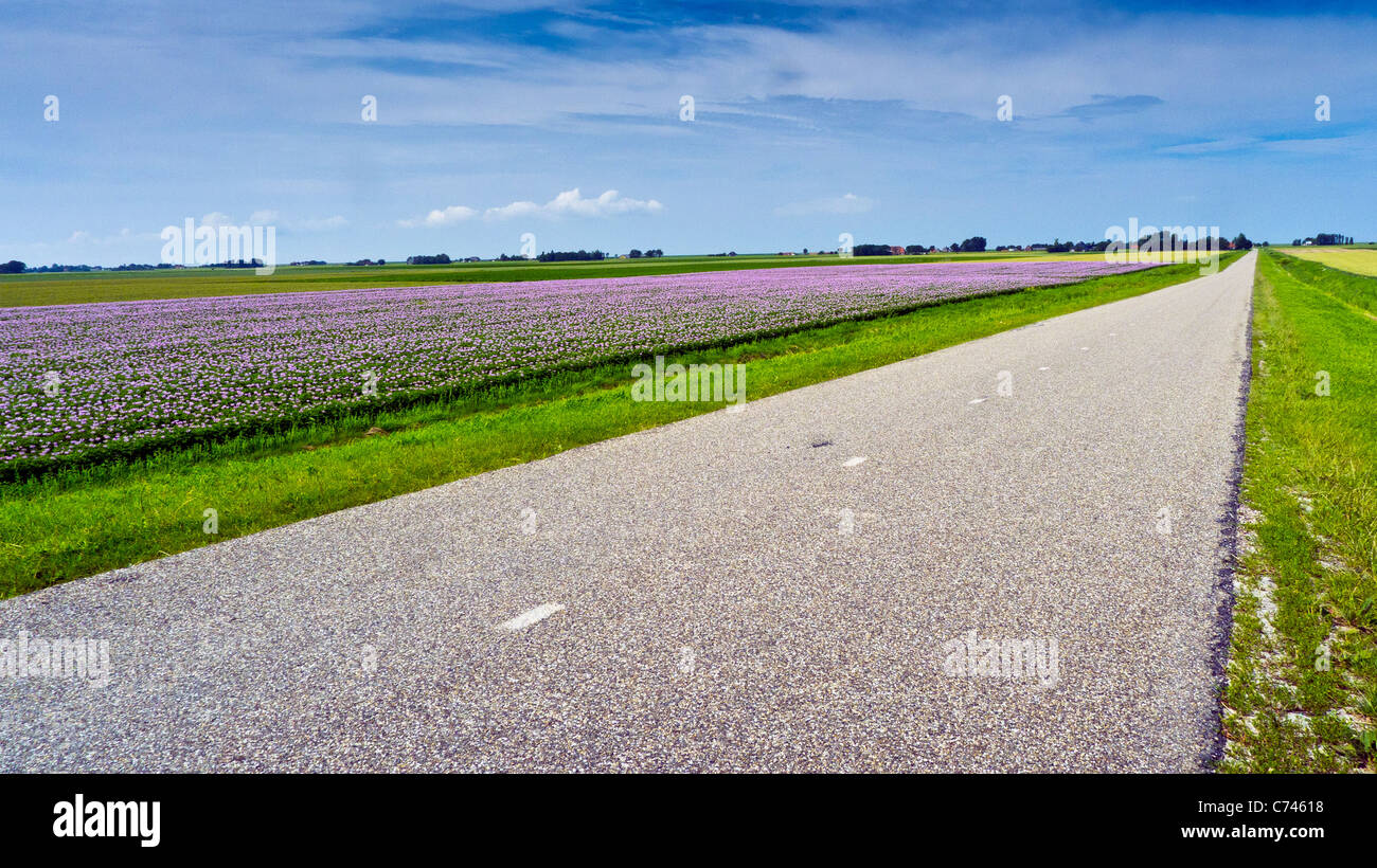 A road beside flower fields near Zwarte Haan, South Holland, Netherlands Stock Photo