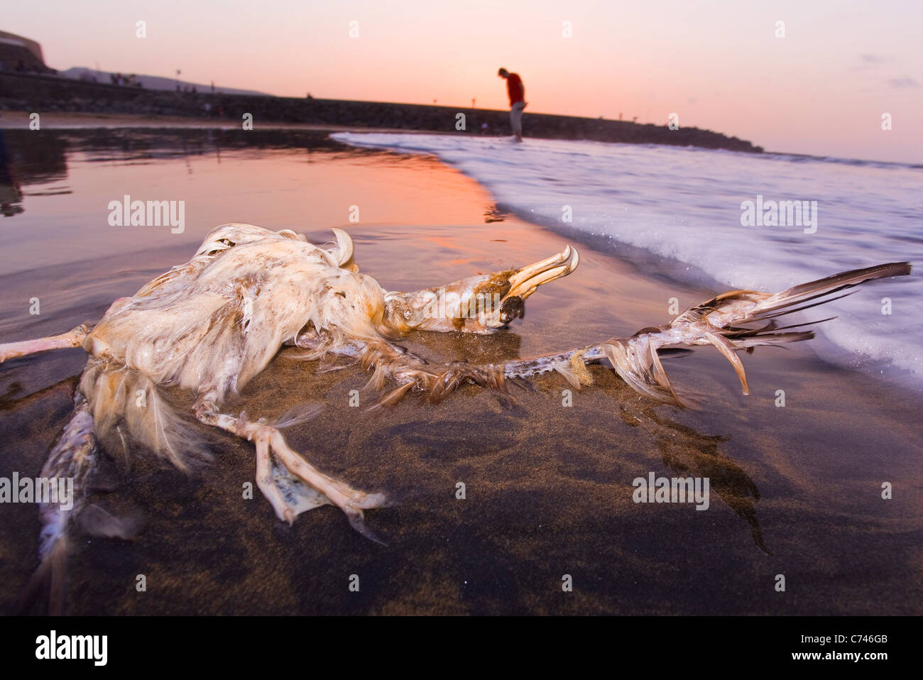 Dead seabird on the beach in Gran Canaria at sunset Stock Photo