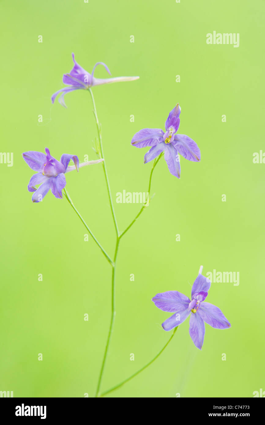 Larkspur Plant High Resolution Stock Photography and Images - Alamy
