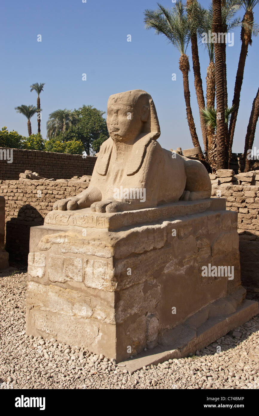 Sphinx, Luxor Temple, Luxor, Egypt. Stock Photo