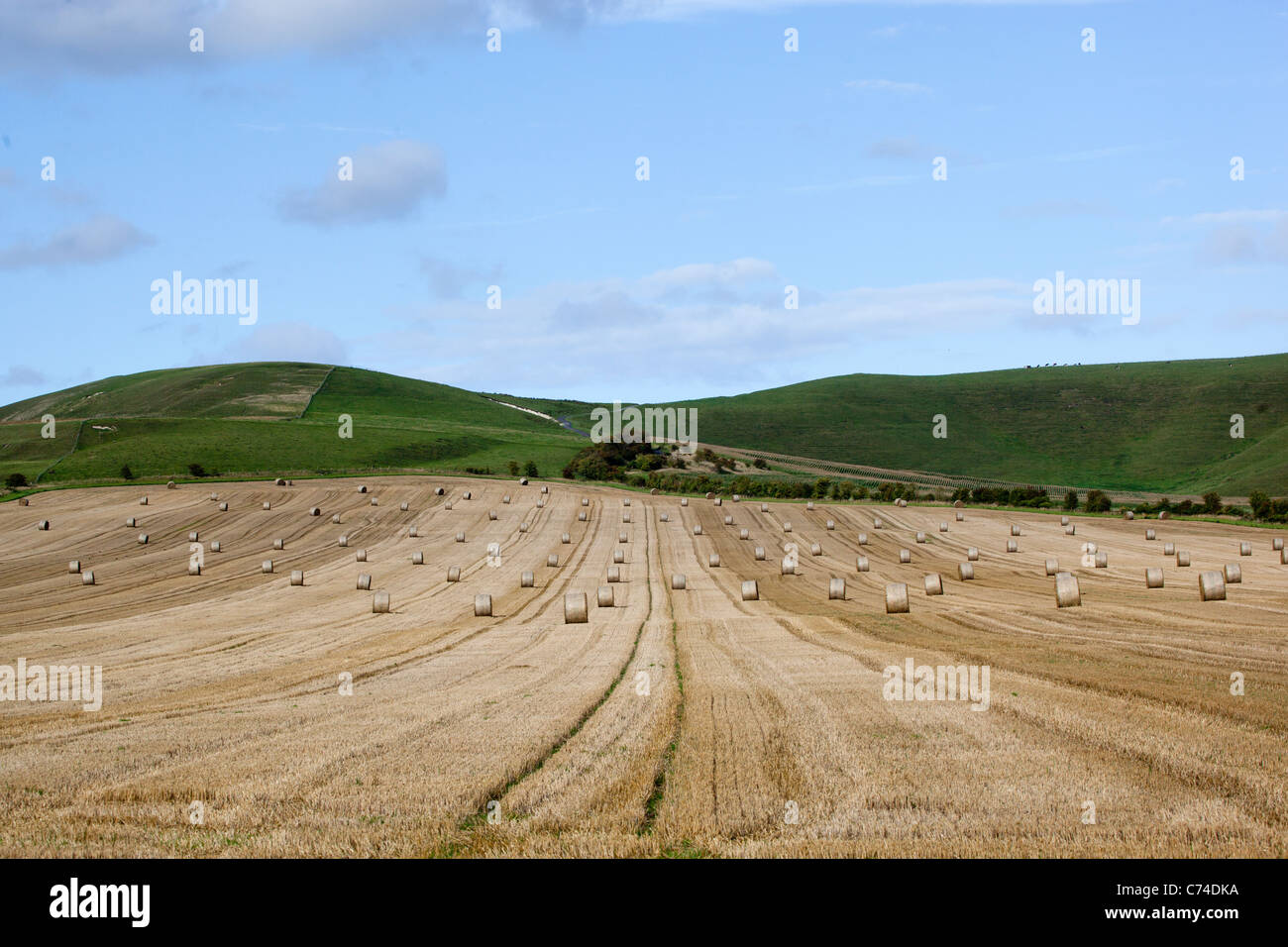 Harvested Wheat Field with Round Bales or Wheels of Hay Stock Photo