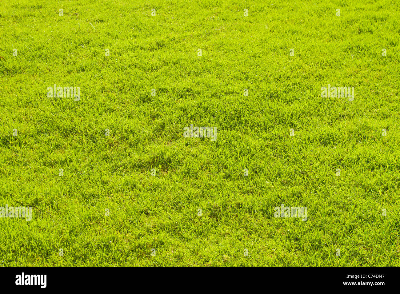 Green grass background Stock Photo - Alamy