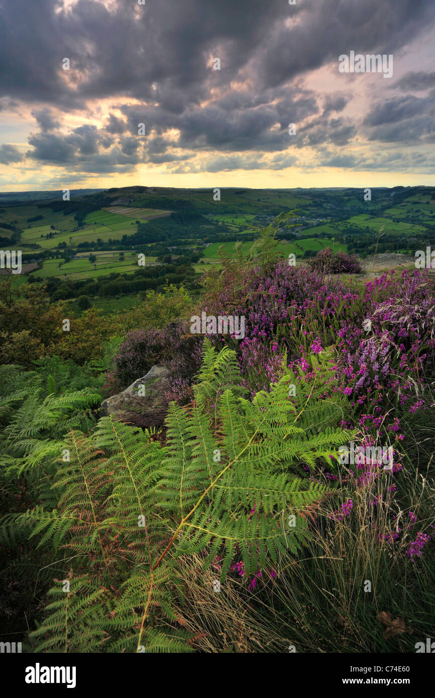Dramatic late afternoon light over the heather and fern on Curbar Edge in the Peak District or England Stock Photo