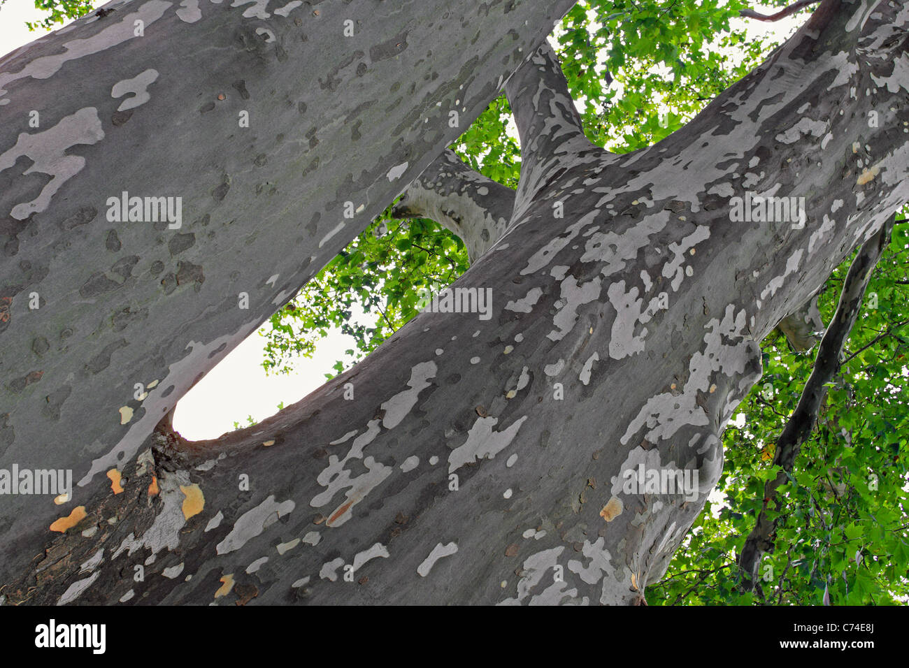 The trunk of a plane tree Stock Photo
