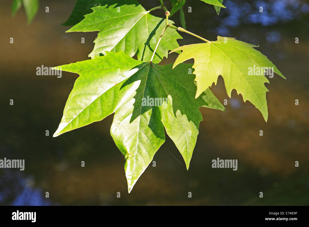 Sycamore leaves in summer, with a river in the background Stock Photo