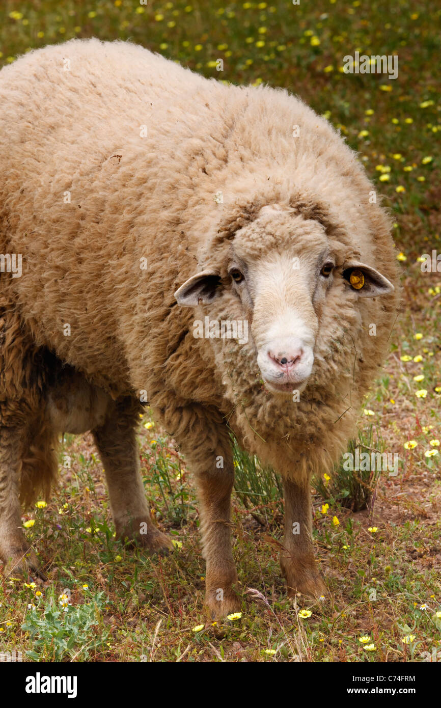 A sheep looking directly at the camera near Grazalema, Cadiz Province, Spain Stock Photo