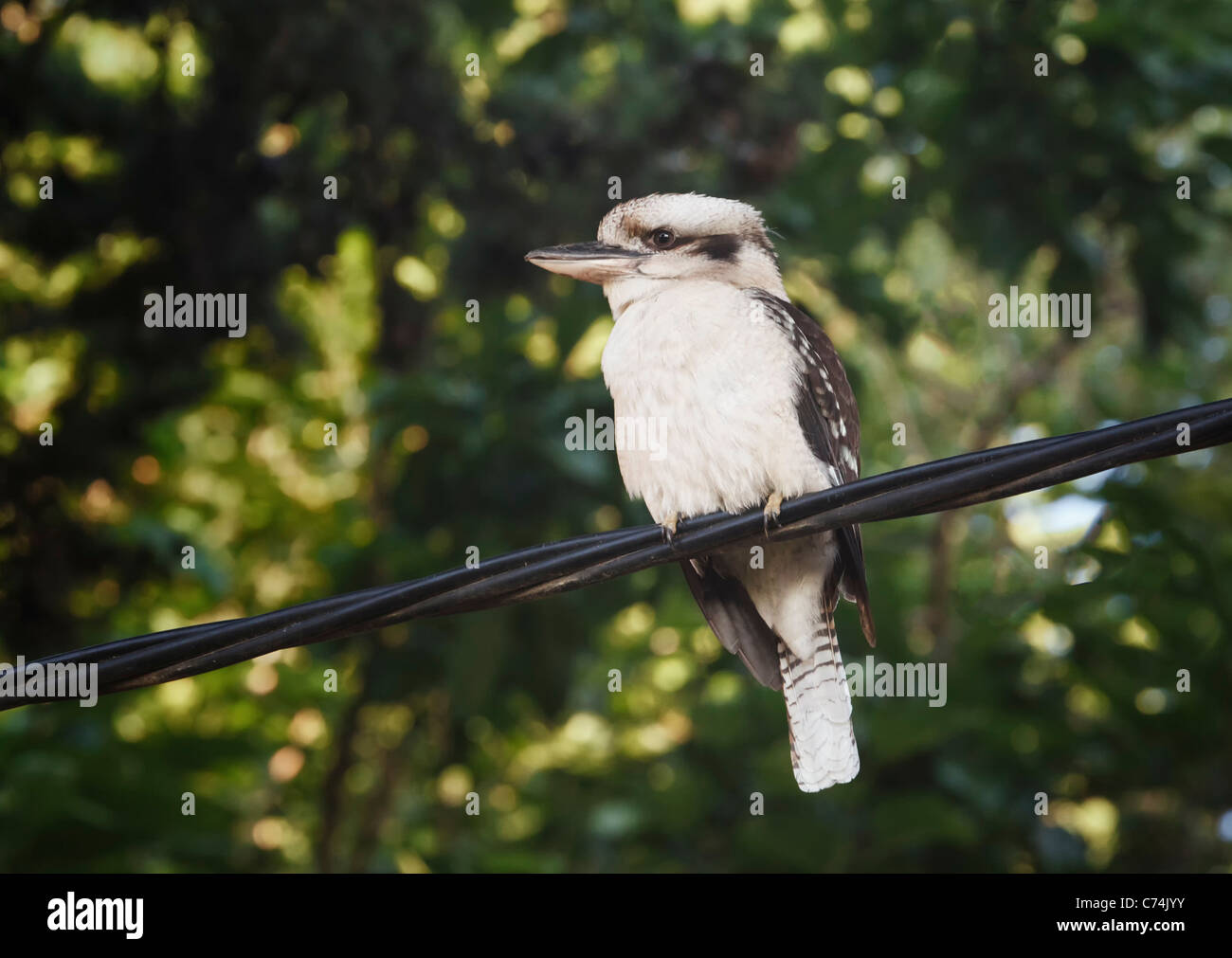 Kookaburra, genus Dacelo. Bird native to Australia and New Guinea. Here seen in suburban setting. Stock Photo