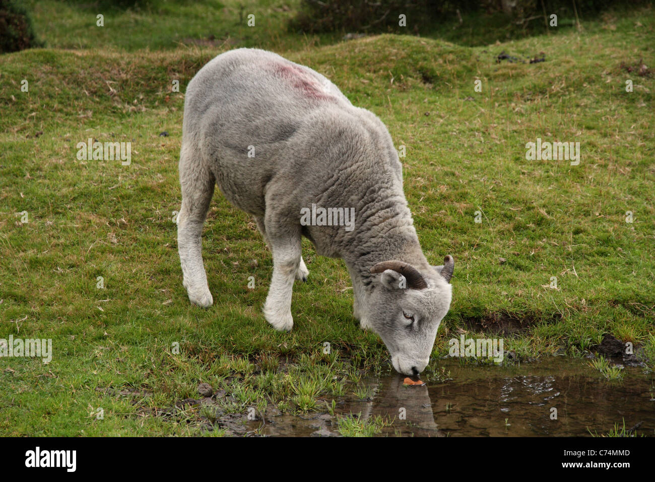 Sheep drinking water from puddle at Exmoor National Park off the A39 Stock Photo 38827389 Alamy