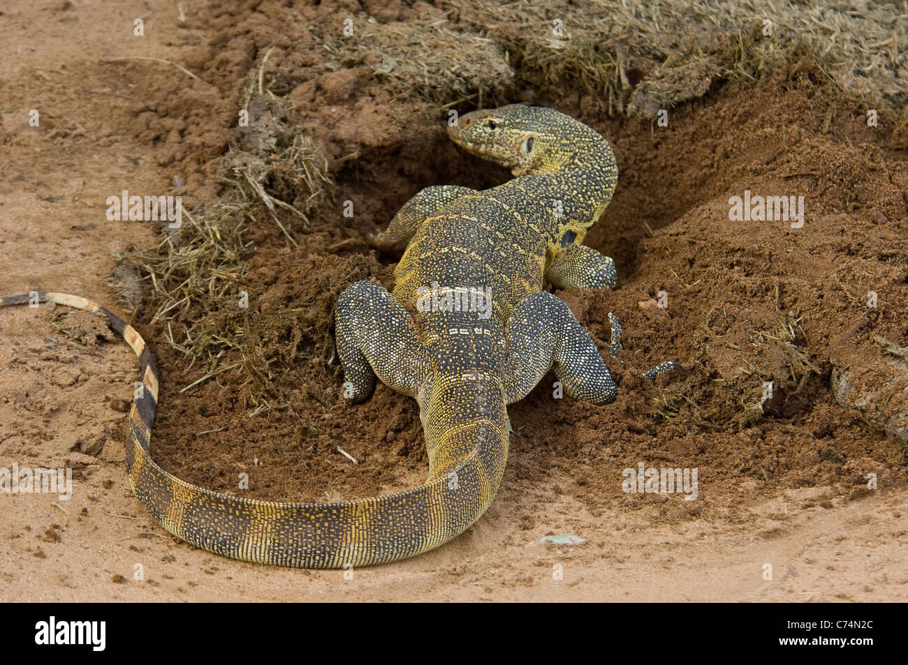 Africa, Tanzania, Lake Manyara-Nile Monitor lizard by hole it dug for dung beetles Stock Photo