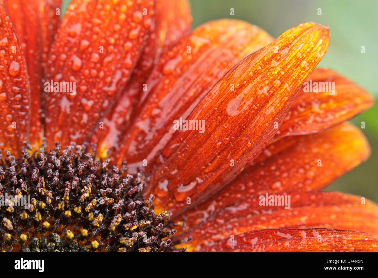 Close up of dew drops on an orange sunflower on a summer morning Stock Photo
