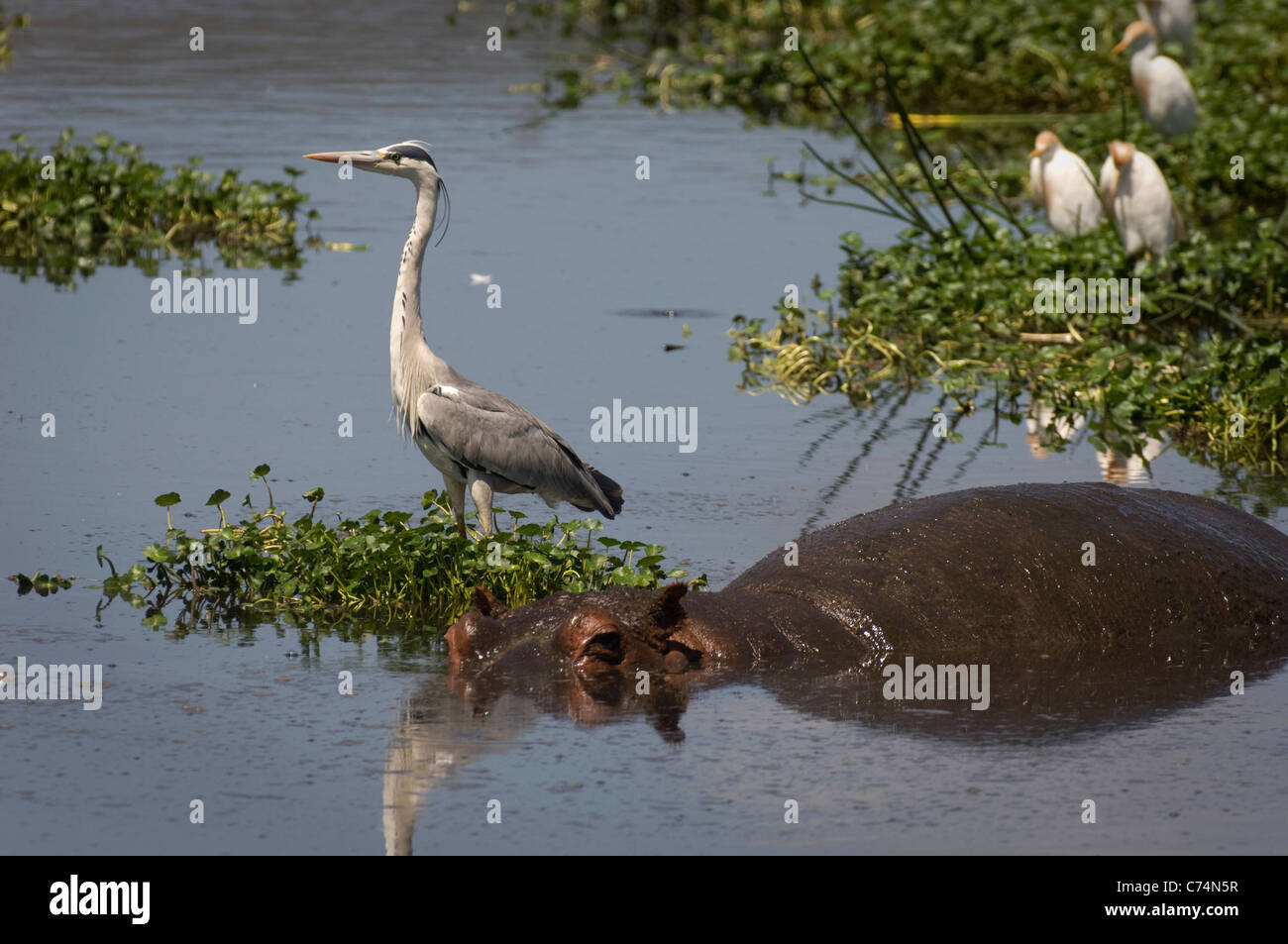 Africa, Tanzania, Ngorongoro-Hippo in water with Grey heron alongside Stock Photo