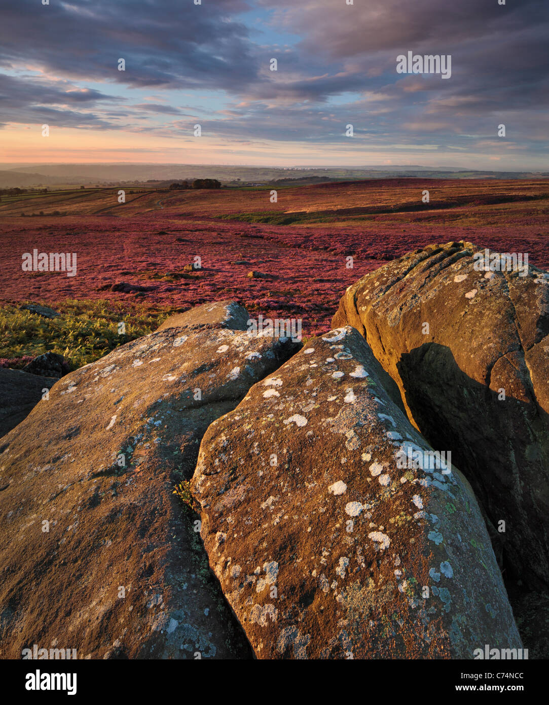 Early morning light on the brightly colored heather of High Crag Ridge and Guise Cliff overlooking Nidderdale Stock Photo