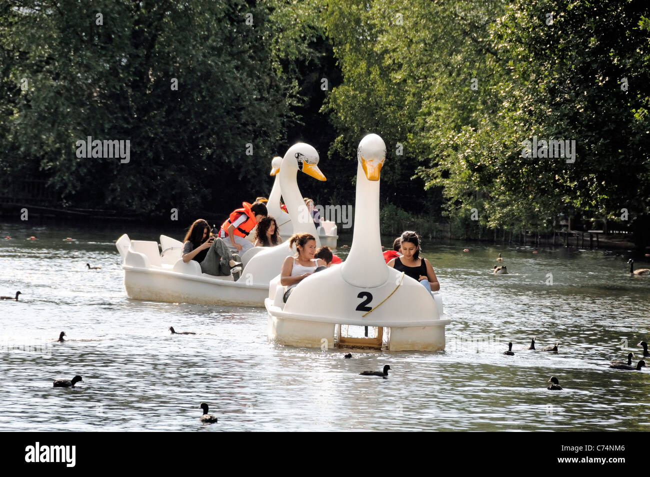 People enjoying themselves in swan shaped pedalos or pedal boats Alexandra Palace Park boating lake London England UK Stock Photo