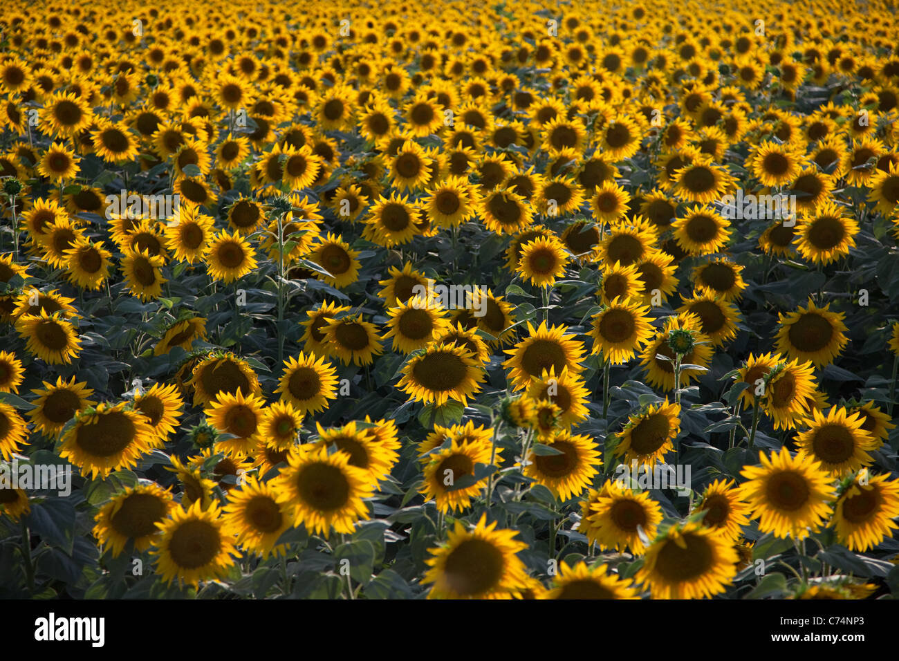Sunflower field tuscany italy hi-res stock photography and images - Alamy
