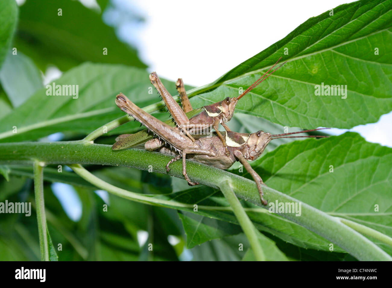 Grasshopper (Coryacris angustipennis), a pair of grasshoppers  mating on leaf branch, Asuncion, Paraguay Stock Photo