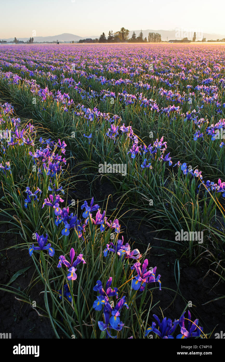 Field of blue iris, Skagit Valley, Mount Vernon, Washington Stock Photo