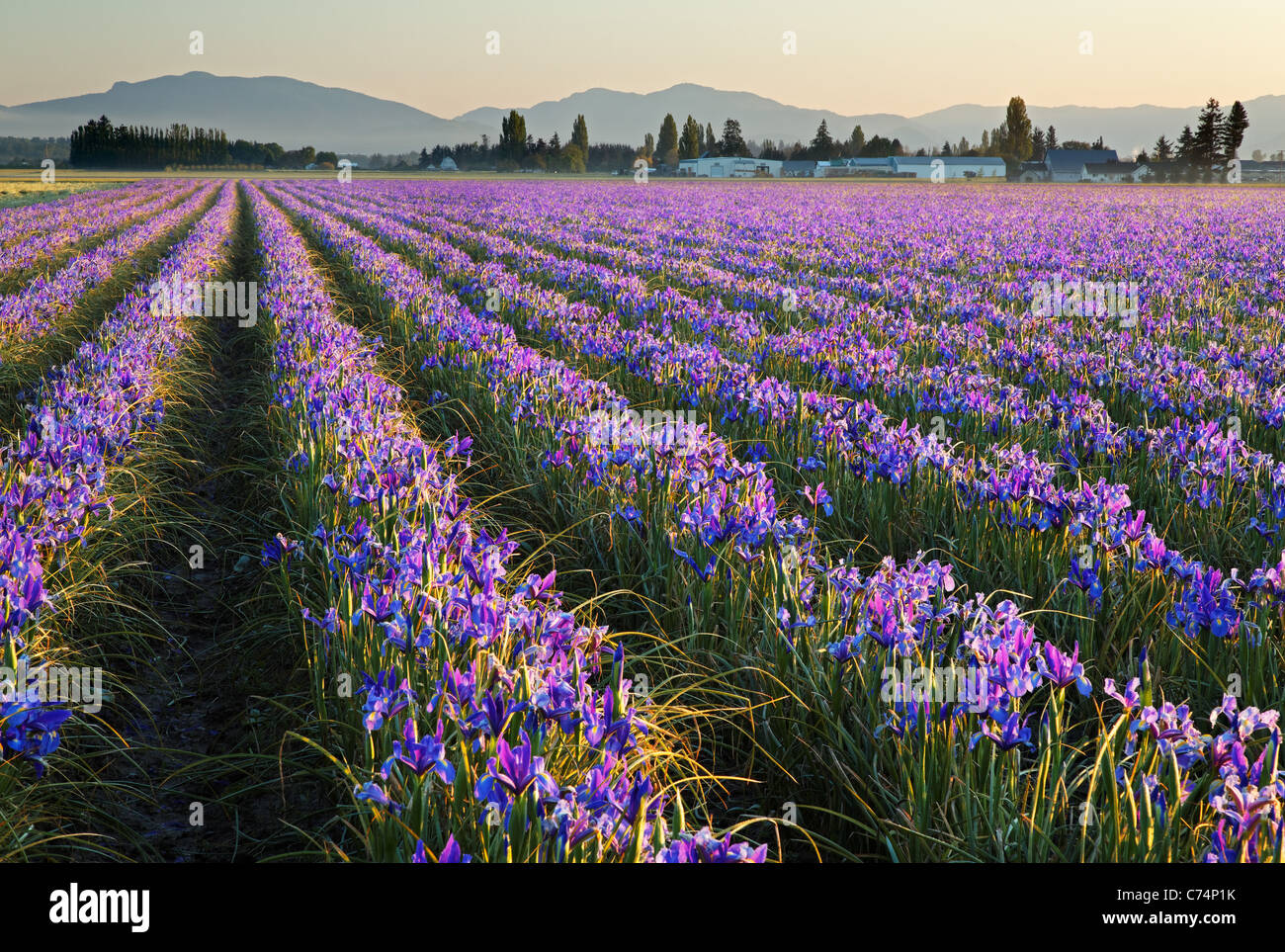 Field Of Blue Iris Skagit Valley Mount Vernon Washington Stock Photo Alamy Field Of Blue Iris Skagit Valley Mount Vernon Washington Stock Photo Alamy