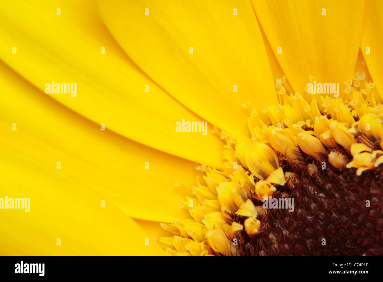 Close up of a yellow Chrysanthemum in spring Stock Photo