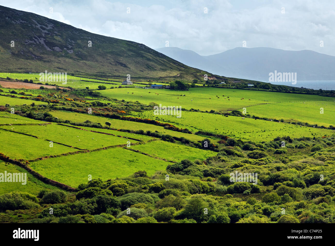 Green Irish countryside on the Dingle Peninsula, Republic of Ireland, Europe Stock Photo