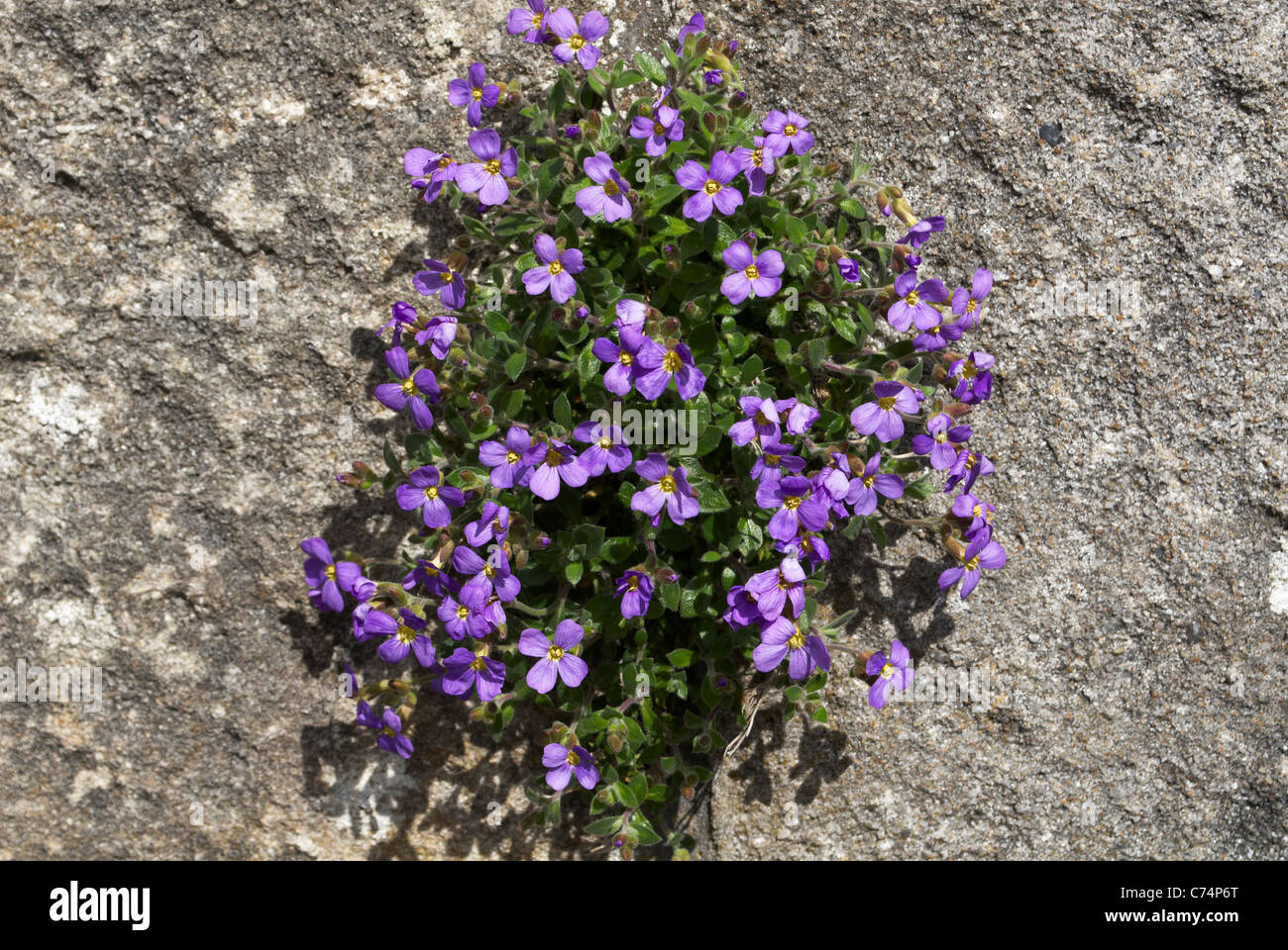 Flowers growing out of the crack in a stone wall Stock Photo - Alamy