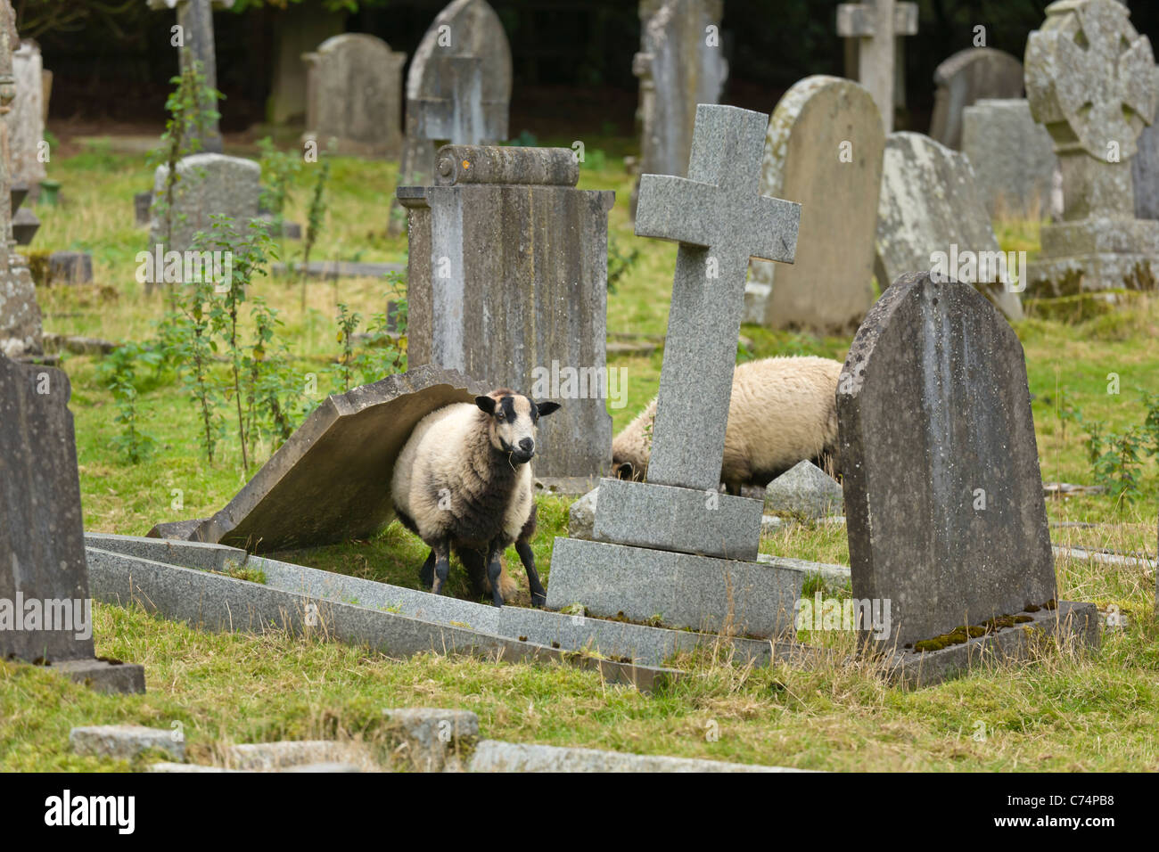 Sheep used to cut grass in St Gregory's Minster grave yard, North Yorkshire, England, UK Stock Photo